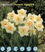 narcissus flower record.jpg
